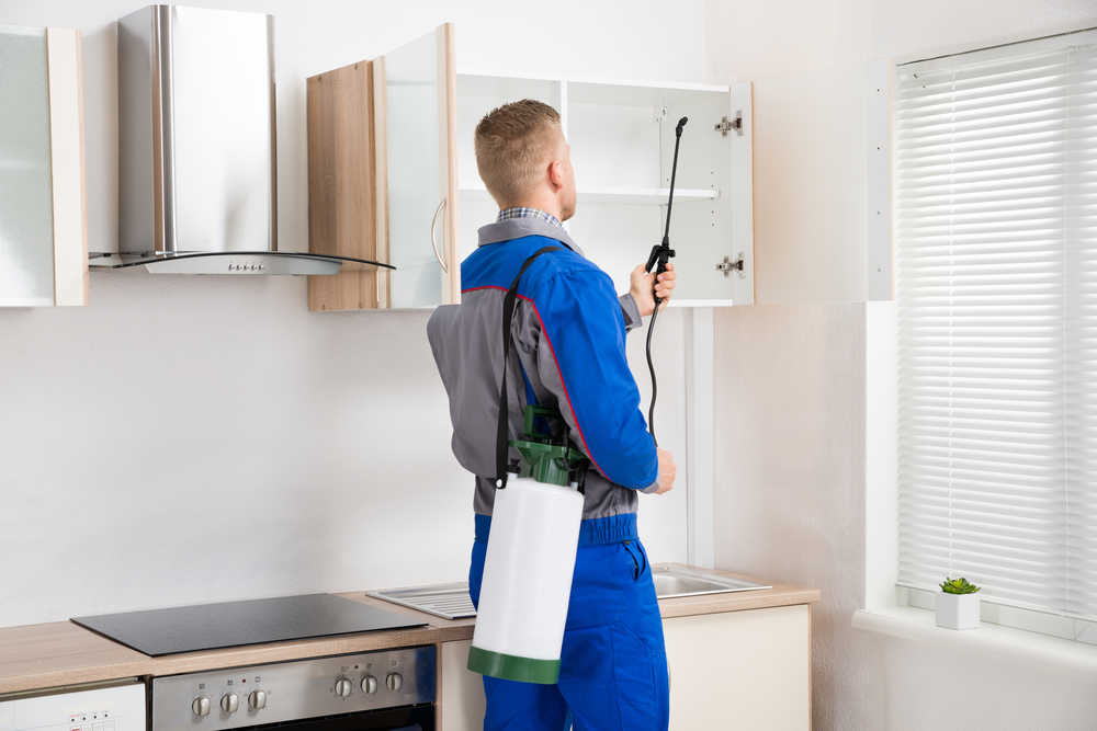 Münchens Experten für Schädlingsbekämpfung – Schnell vor Ort